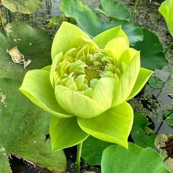 💐Sacred Lotus Bonsai