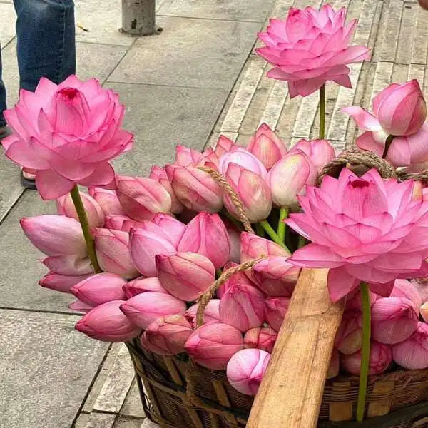 💐Sacred Lotus Bonsai