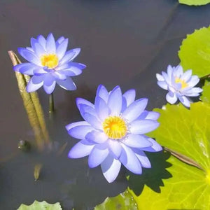 💐Sacred Lotus Bonsai