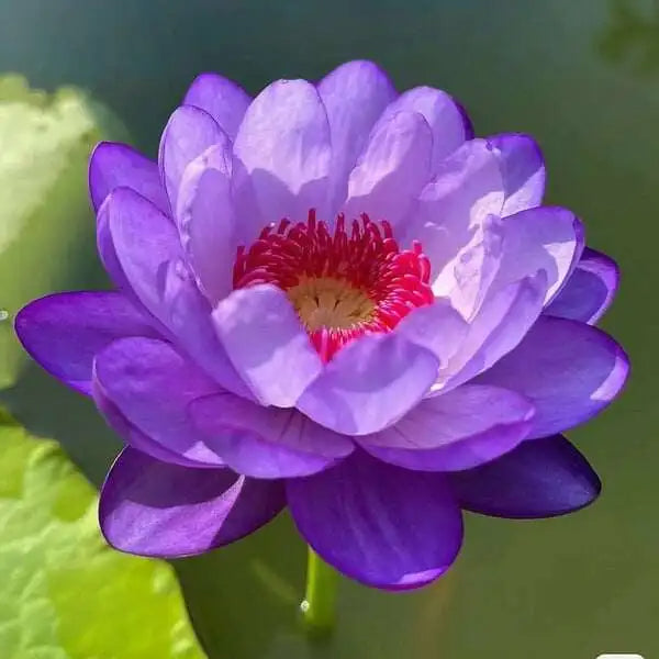 💐Sacred Lotus Bonsai