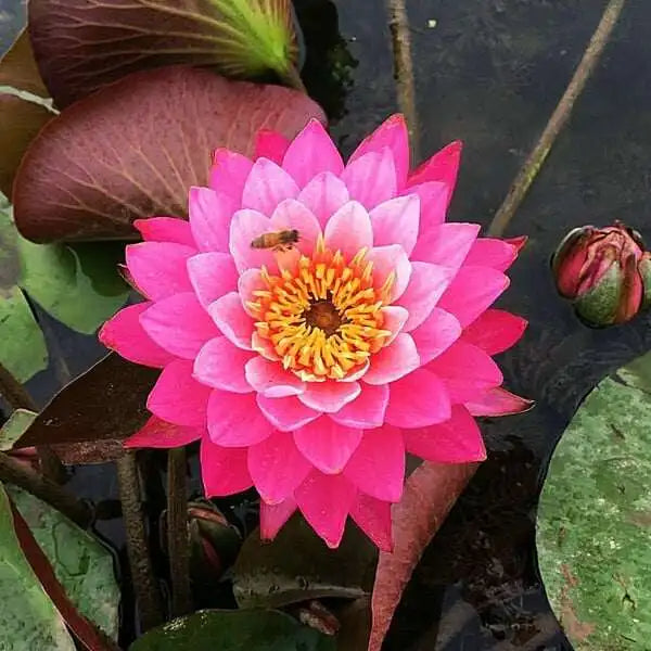 💐Sacred Lotus Bonsai