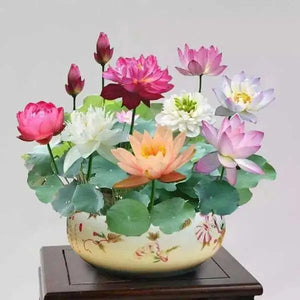 💐Sacred Lotus Bonsai